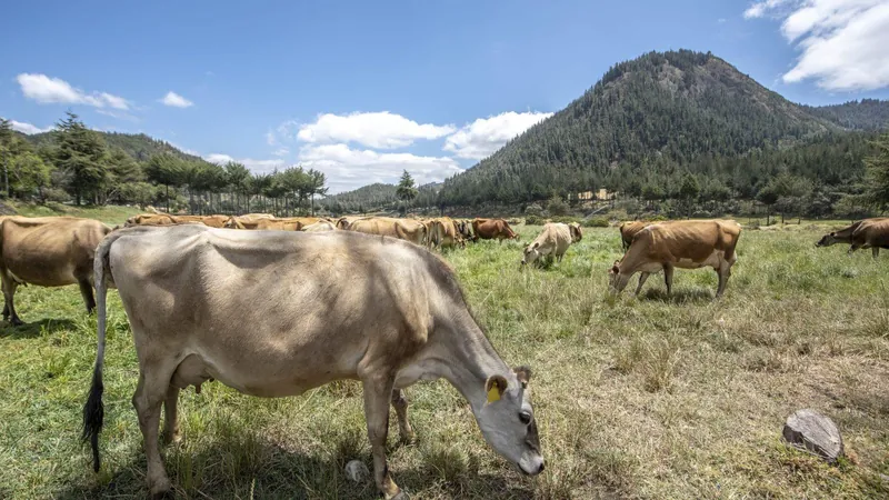 Granja Porcón, Cajamarca